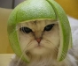 cat1.jpg